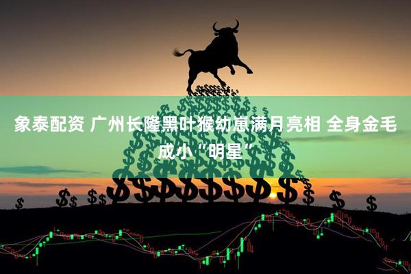 象泰配资 广州长隆黑叶猴幼崽满月亮相 全身金毛成小“明星”